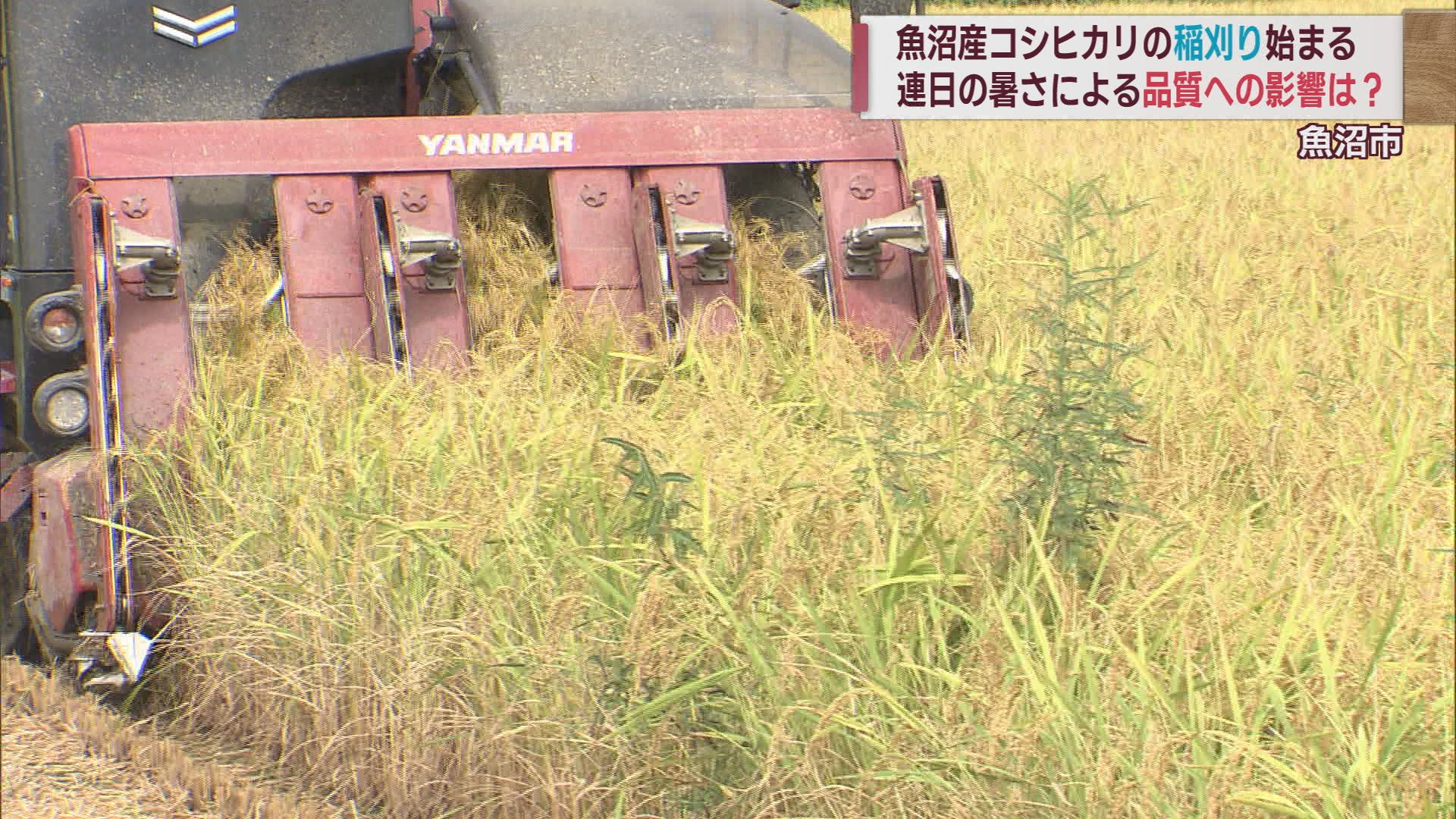 魚沼産コシヒカリ 猛暑･水不足の影響の不安の中稲刈り始まる【新潟･魚沼市】