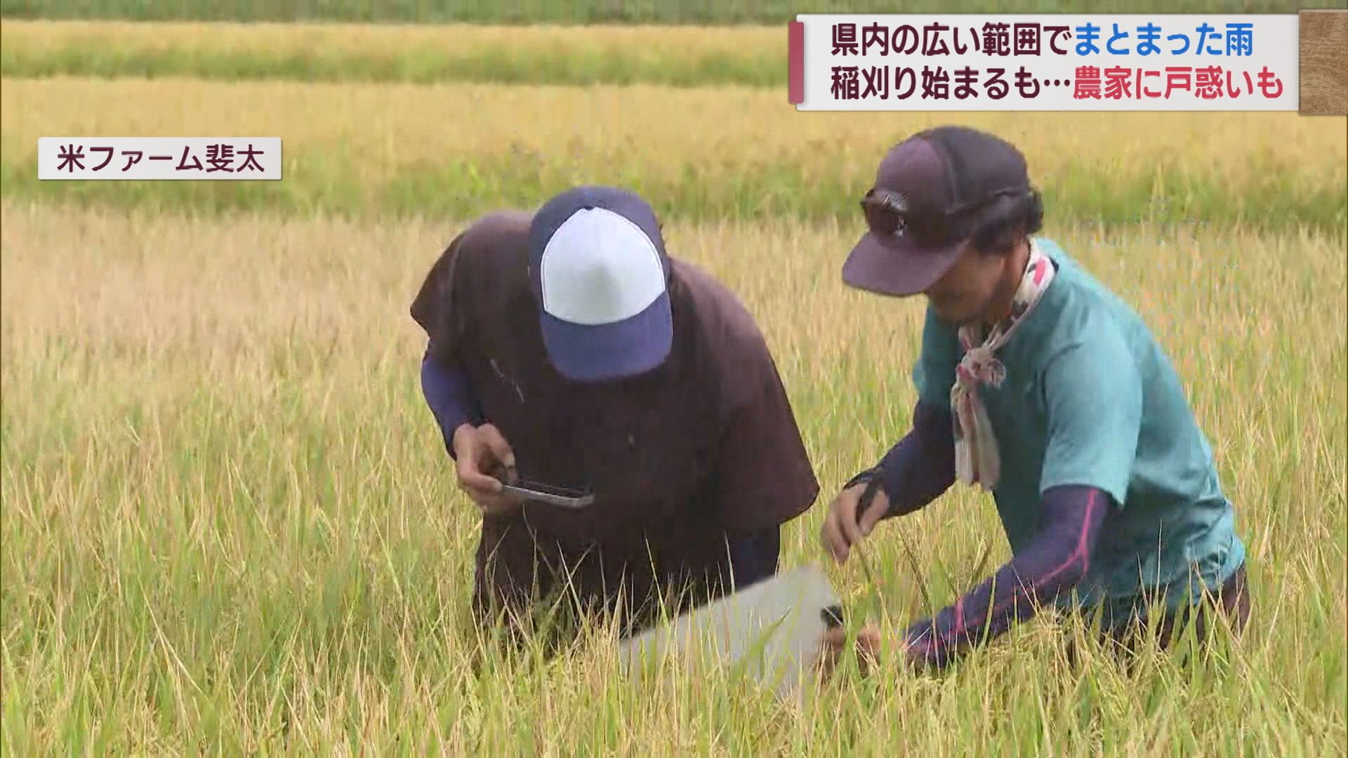 恵みの雨か…コシヒカリの収穫控えた農家 気が抜けない日々【新潟･妙高市】