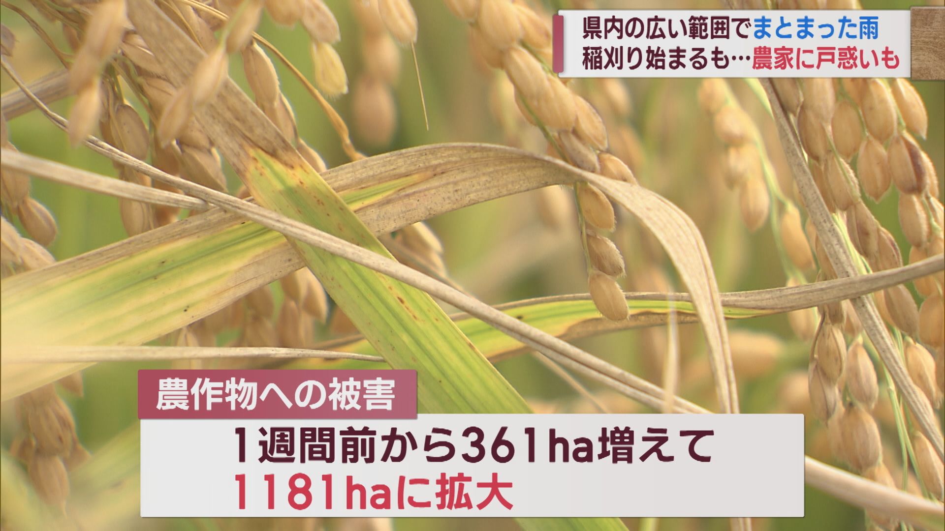猛暑･水不足による農畜産物への被害さらに拡大 1週間で田んぼは340ha増 707haに【新潟】