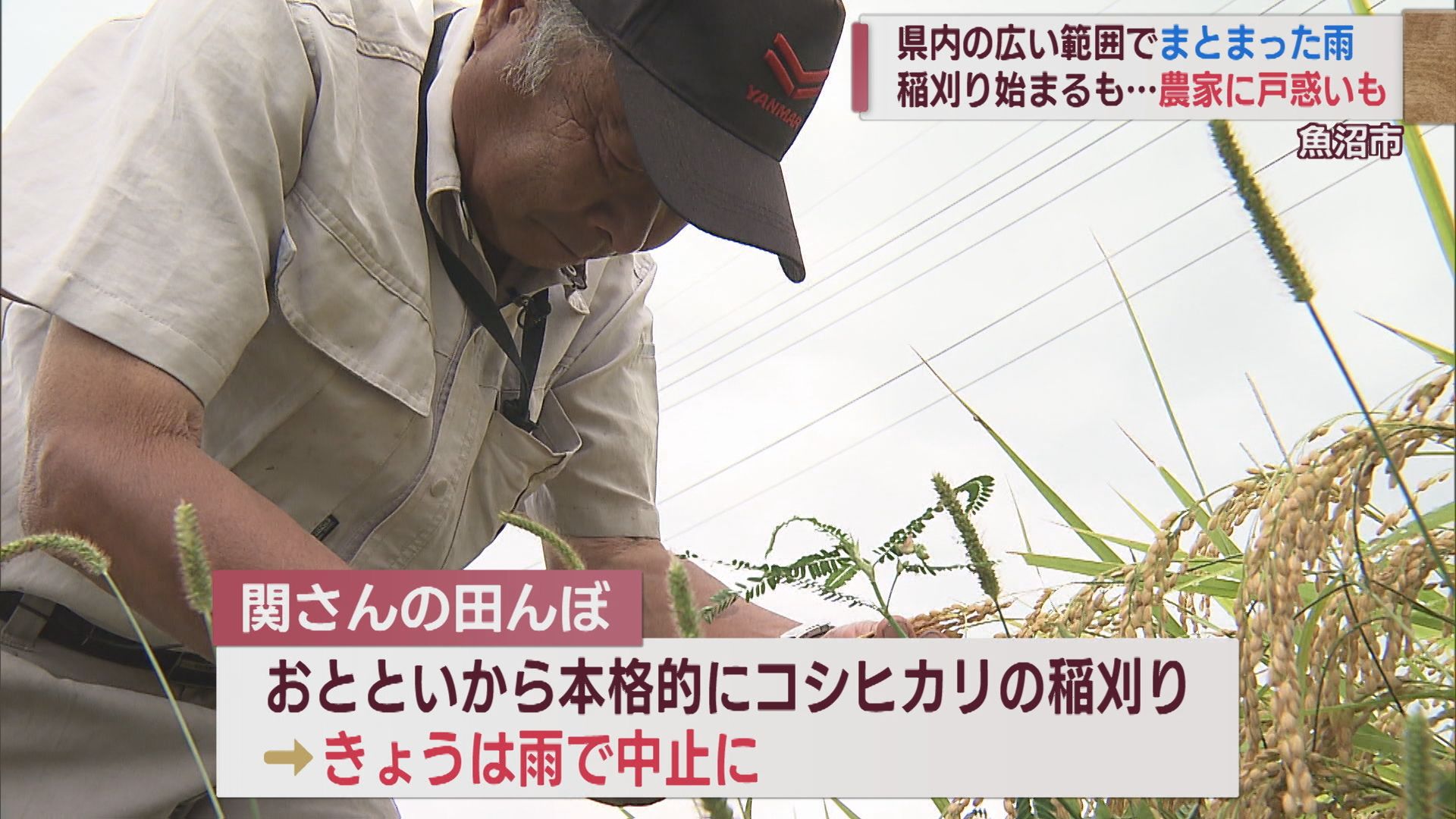 恵みの雨？戸惑いの雨…魚沼産コシヒカリ刈り入れが中断 二等米増えるも「変わらぬおいしさ」【新潟･魚沼市】