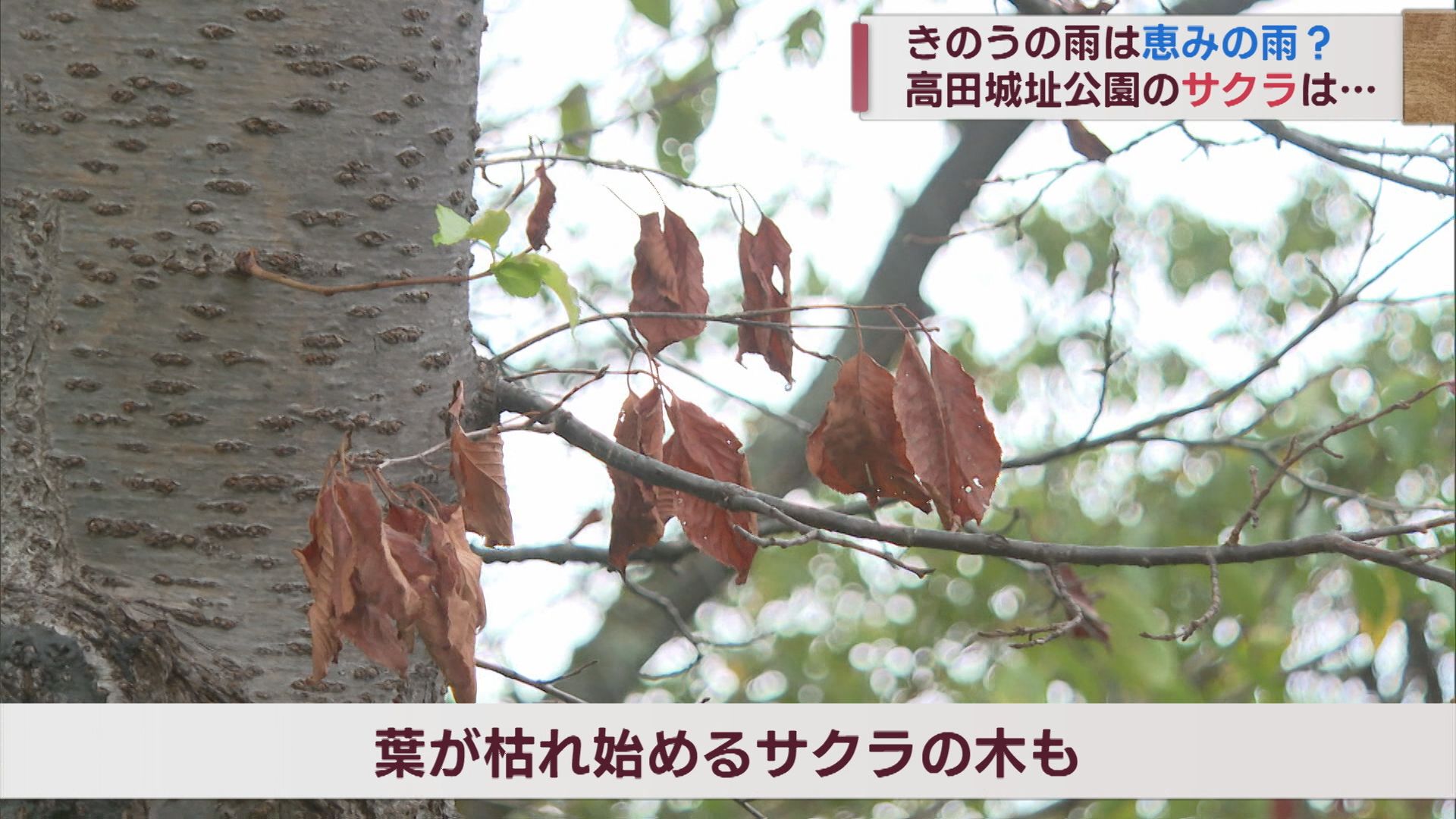 猛暑･枯れ始めていたサクラに恵みの「大雨」来年も開花を…まだ気が抜けず【新潟･上越市】