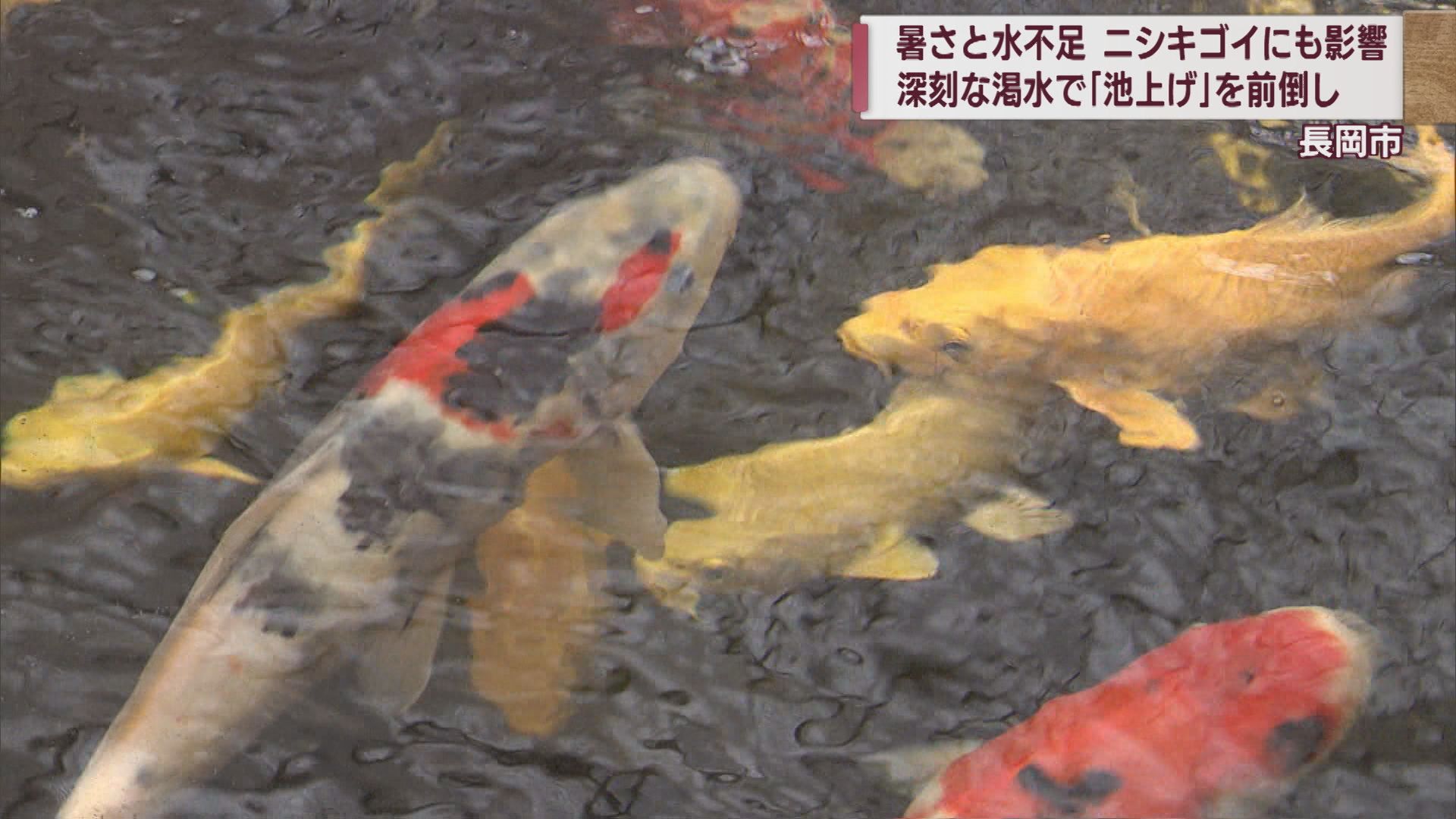 渇水にあえぐ養鯉業･錦鯉 県内大雨からも外れ恵みの雨ならず【新潟･長岡市】
