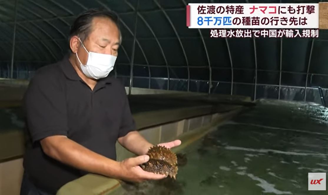 ナマコのタマゴ2億個など大量廃棄 養殖業者が「事業縮小」 中国「禁輸」措置で苦渋の決断【新潟･佐渡市】