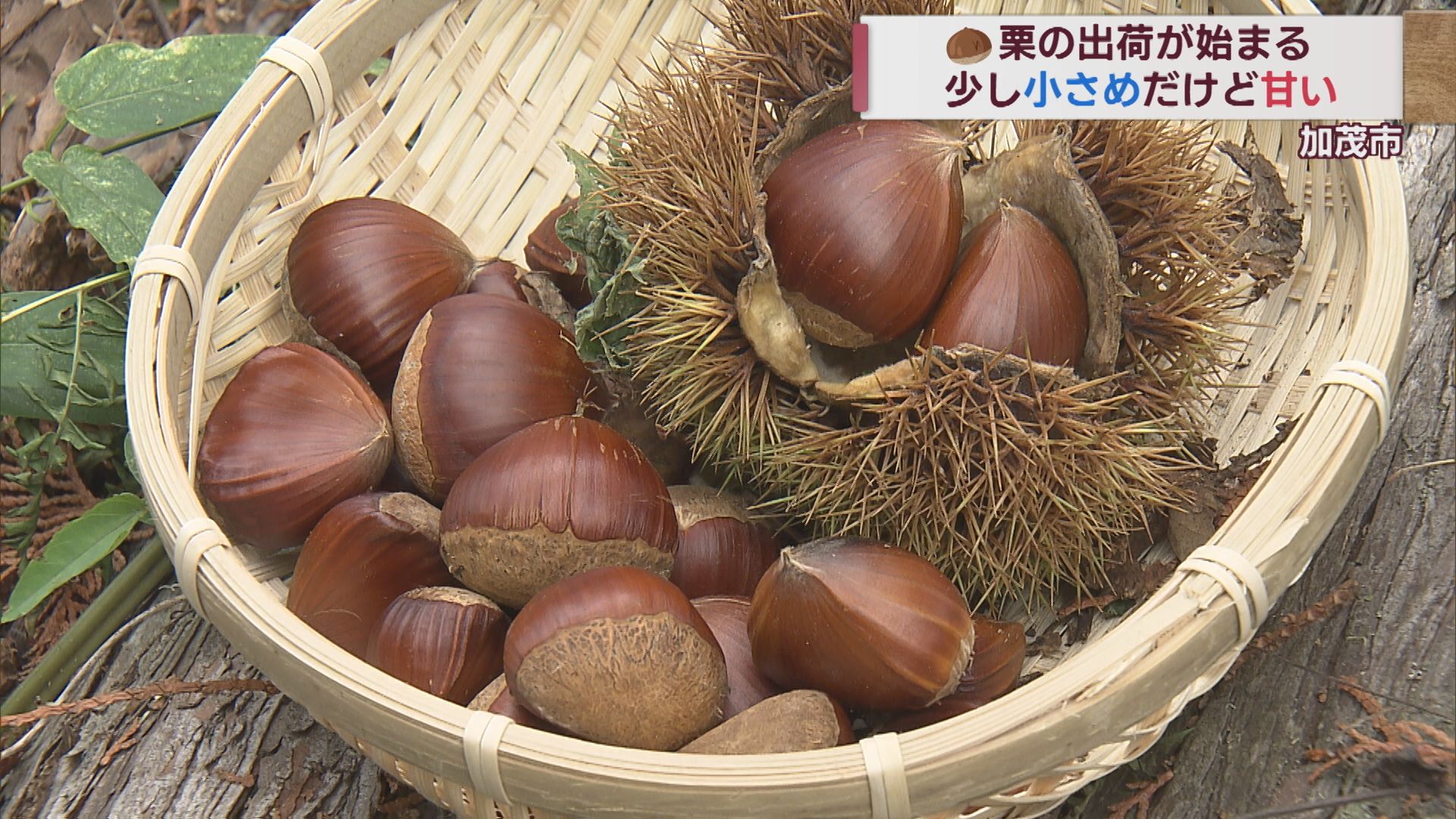 山里に思いを寄せて味も気持ちもホクホクと 加茂市で栗の収穫進む 猛暑で小ぶりも甘く育つ【新潟･加茂市】