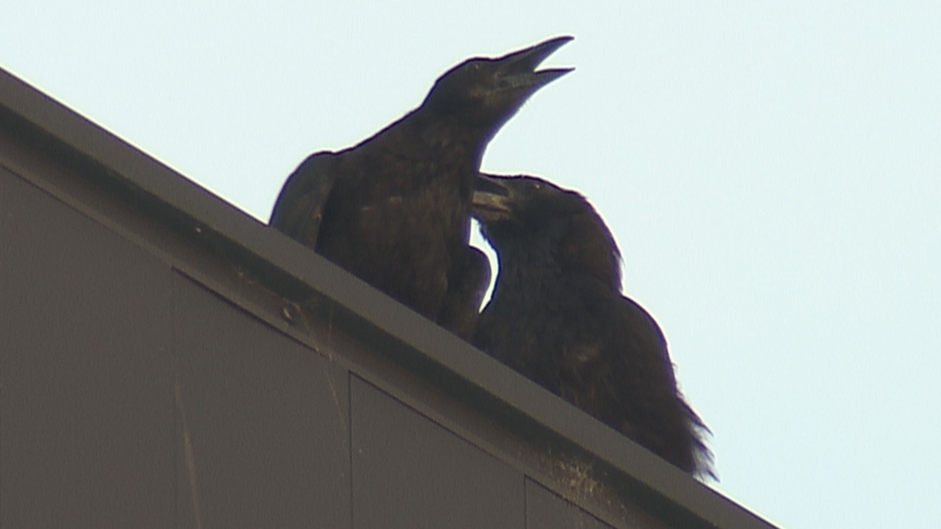 駅前に住み着いたカラスの群れ…フンや鳴き声 住民苦悩 対策イタチごっこ 攻防の行方【新潟･長岡市】