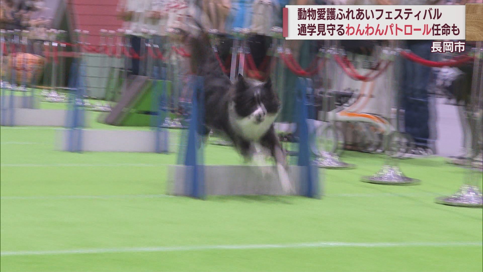 人と動物の絆 犬の散歩で通学路のパトロールも 動物愛護週間【新潟･長岡市】