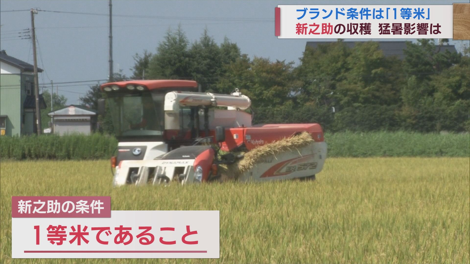 新潟ブランド米「新之助」ブランド守る基準が「1等米であること」猛暑の不安【新潟】