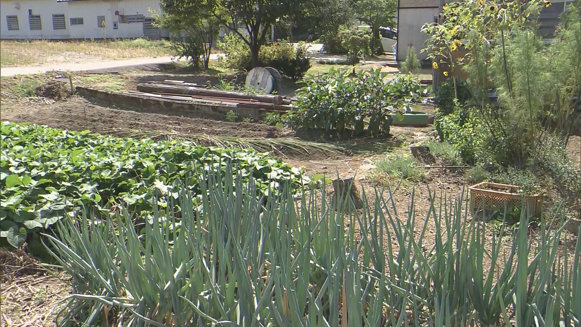 クマと取っ組み合いに 南魚沼市で70代夫婦がけが【新潟】