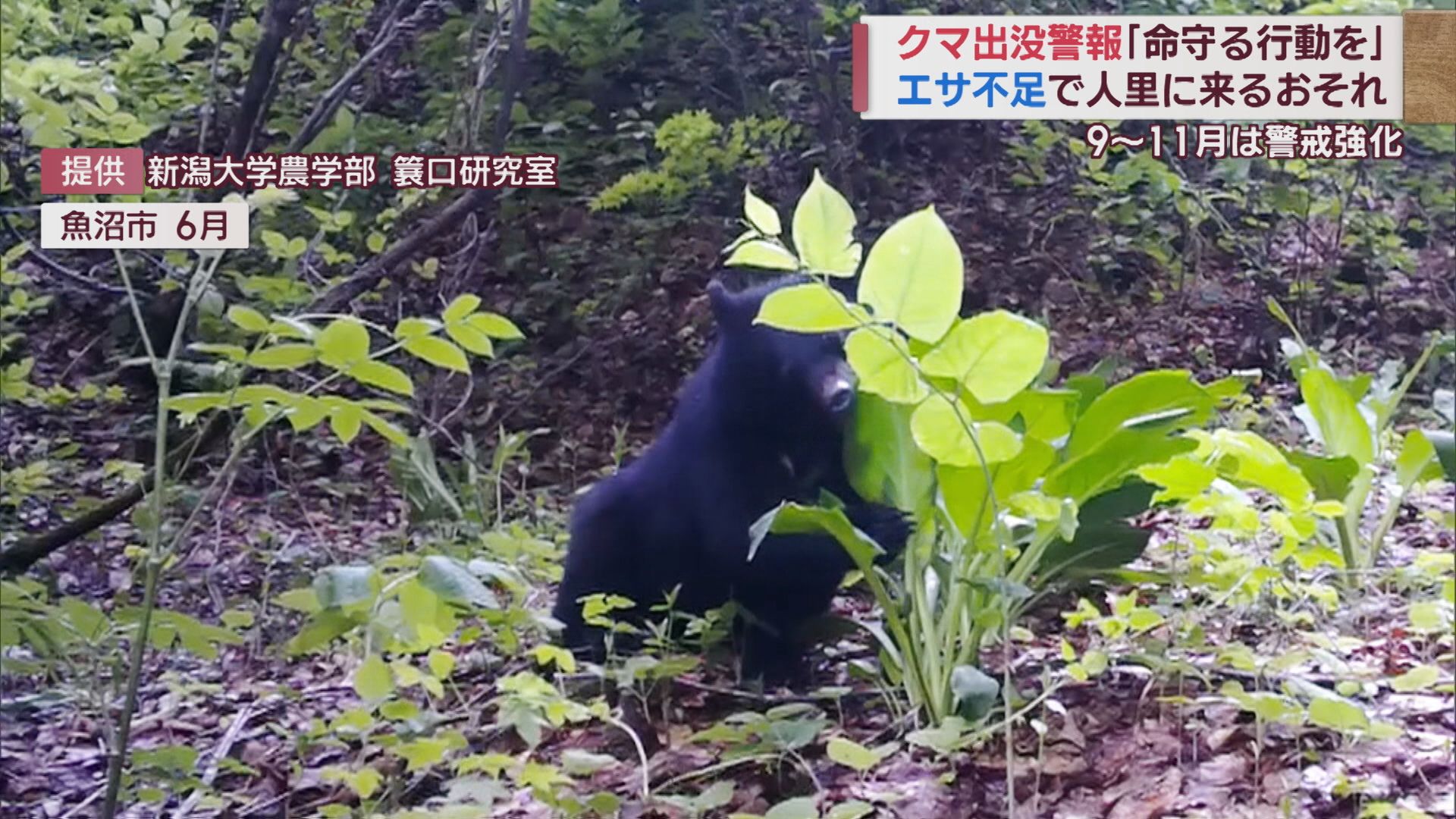 ツキノワグマ･秋はエサ不足で人里出没か 3年ぶりの「クマ出没警戒警報」【新潟】