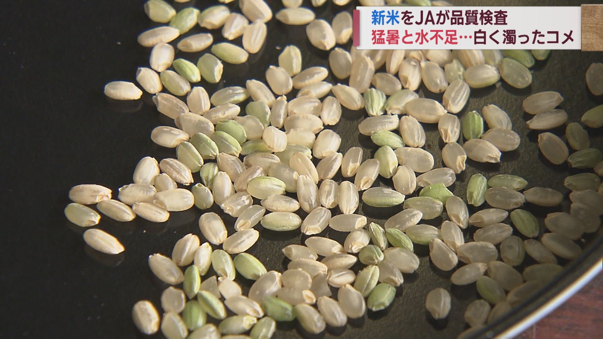 「こしいぶき」1等米 ･例年は8割がまさかの12% 猛暑･水不足の影響色濃く 収量は確保か【新潟】