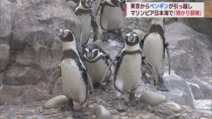東京からペンギンたちがお引越し 1年間の「預かり飼育」【新潟】 2023年09月22日(金)