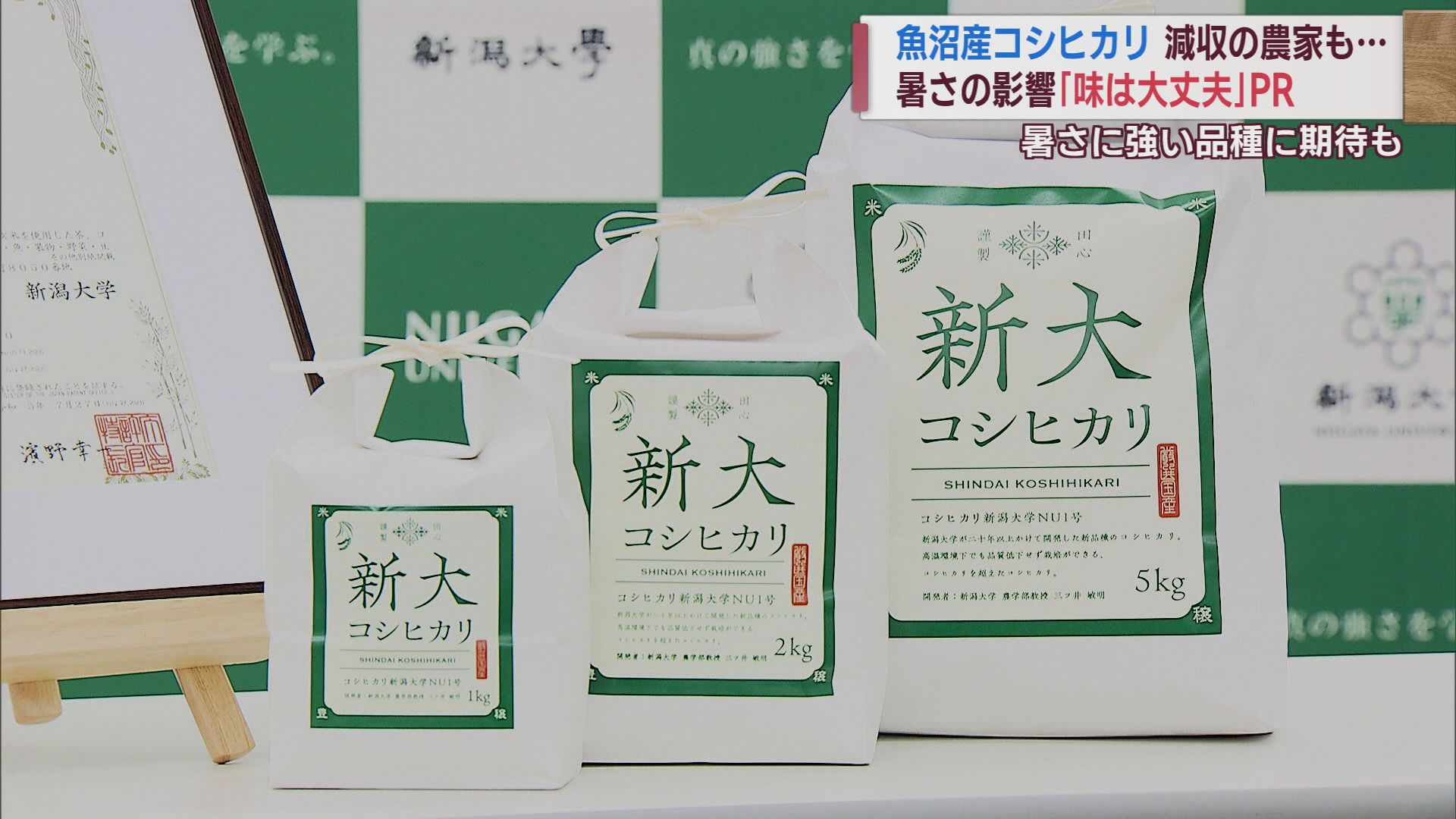 注目「暑さに強いコシヒカリ」この夏も一等米比率は7割 新潟大学が開発その名も「新大コシヒカリ」【新潟】 2023年09月28日(木)