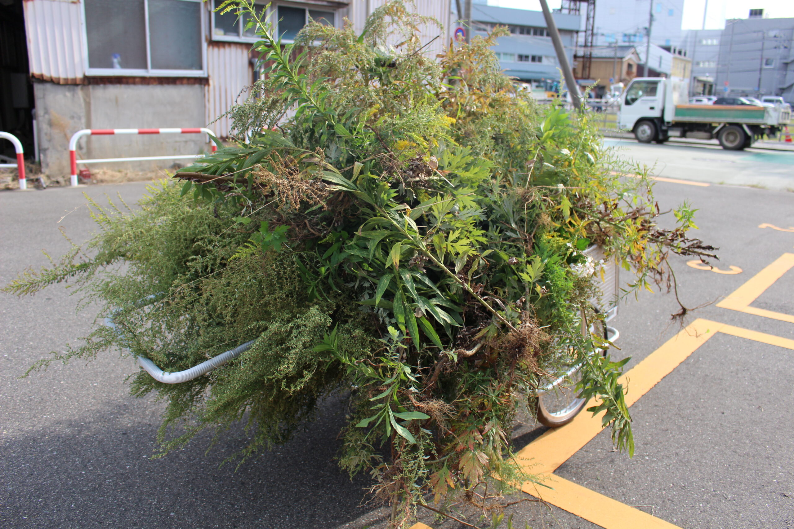 秋晴れの町内ごみ拾い🎃