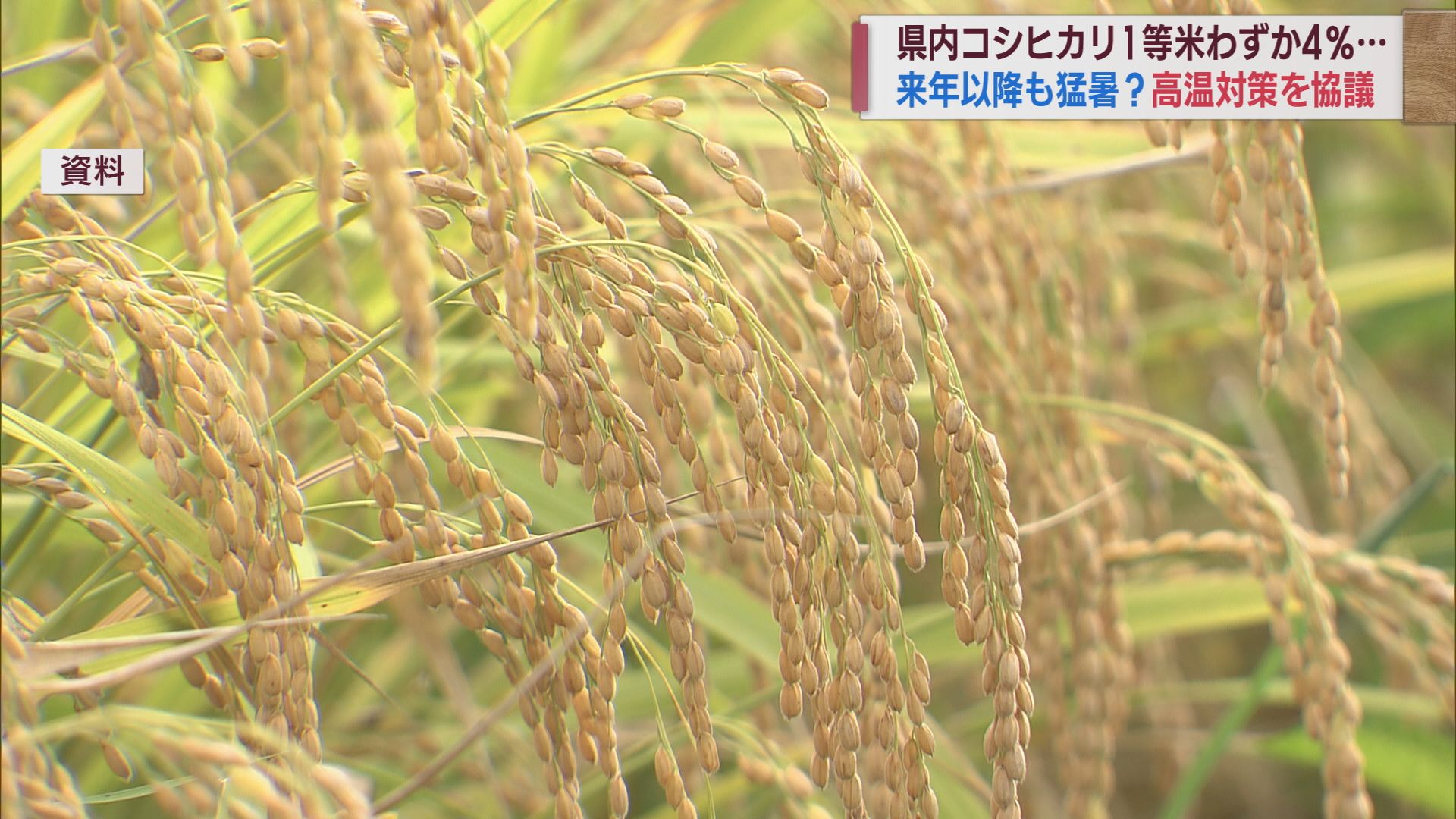 猛暑･渇水 来夏も続く恐れ コメの品質維持の対策は【新潟】