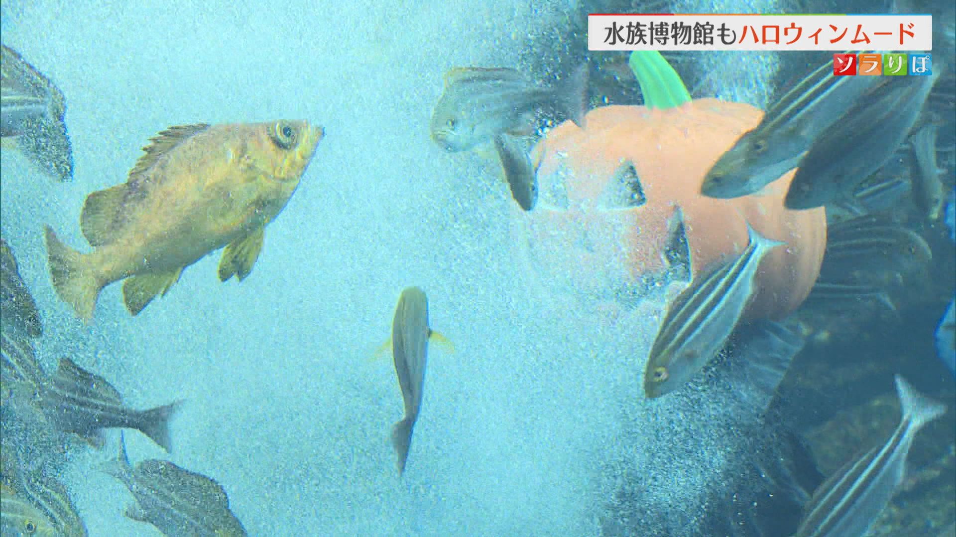 カボチャからエサがぶわっと！水族館でハロウィン イルカショーも【新潟･上越市】