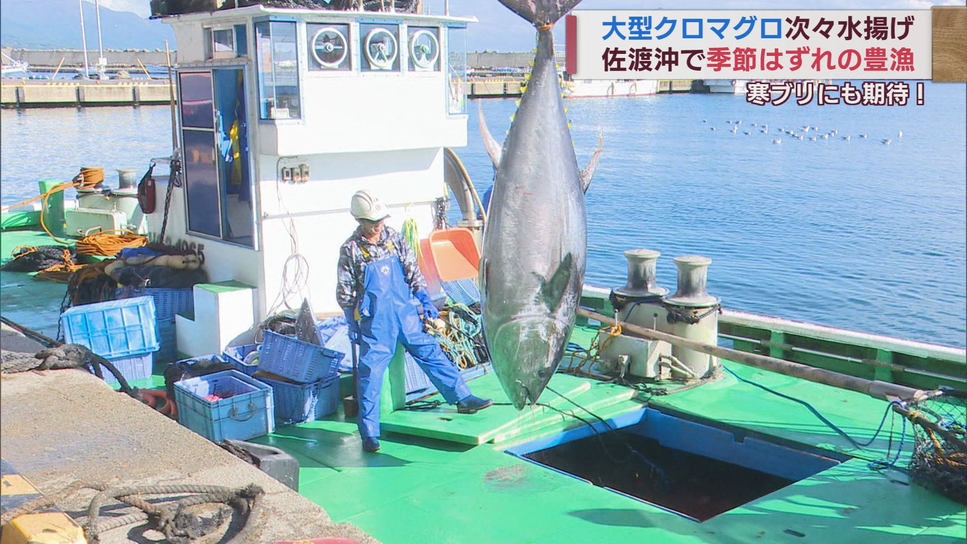 クロマグロ！季節外れの大物200kgクラスが4本 寒ブリ漁も期待【新潟･佐渡市】