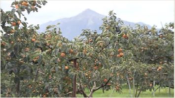 収穫直前 約8400個の柿が盗まれる 警察は新たな被害に注意呼びかけ【新潟･西蒲区】
