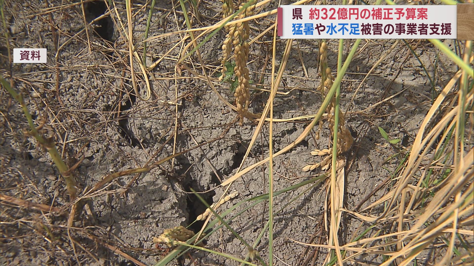 県補正予算32億円 猛暑･渇水の影響受けた農業･水産業支援【新潟】 2023年11月29日(水)
