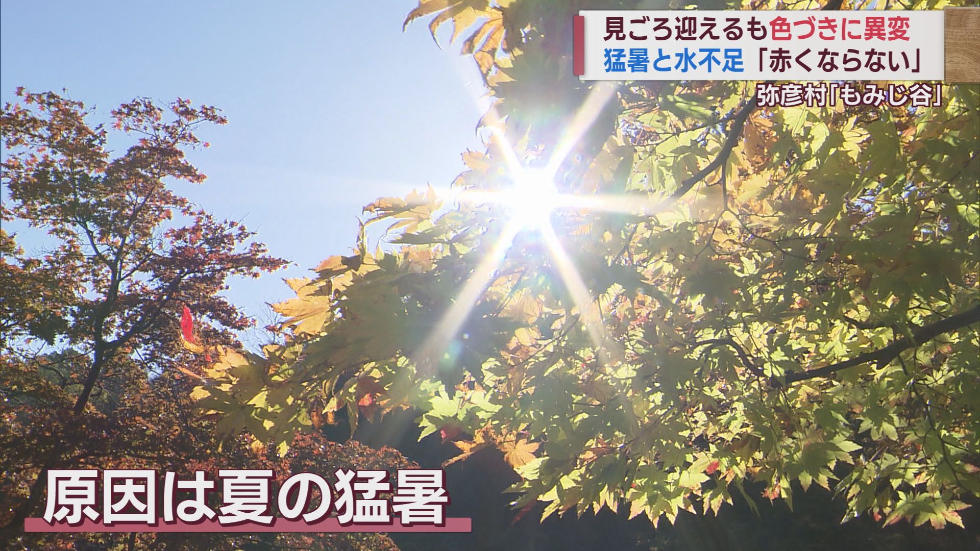 紅葉が見ごろ しかし猛暑の影響で葉の色付きに異変【新潟･弥彦村】