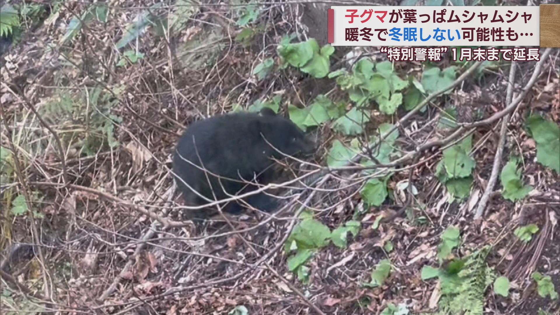 冬眠しないクマたち 暖冬も影響 年明けも注意必要【新潟】 2023年11月29日(水)