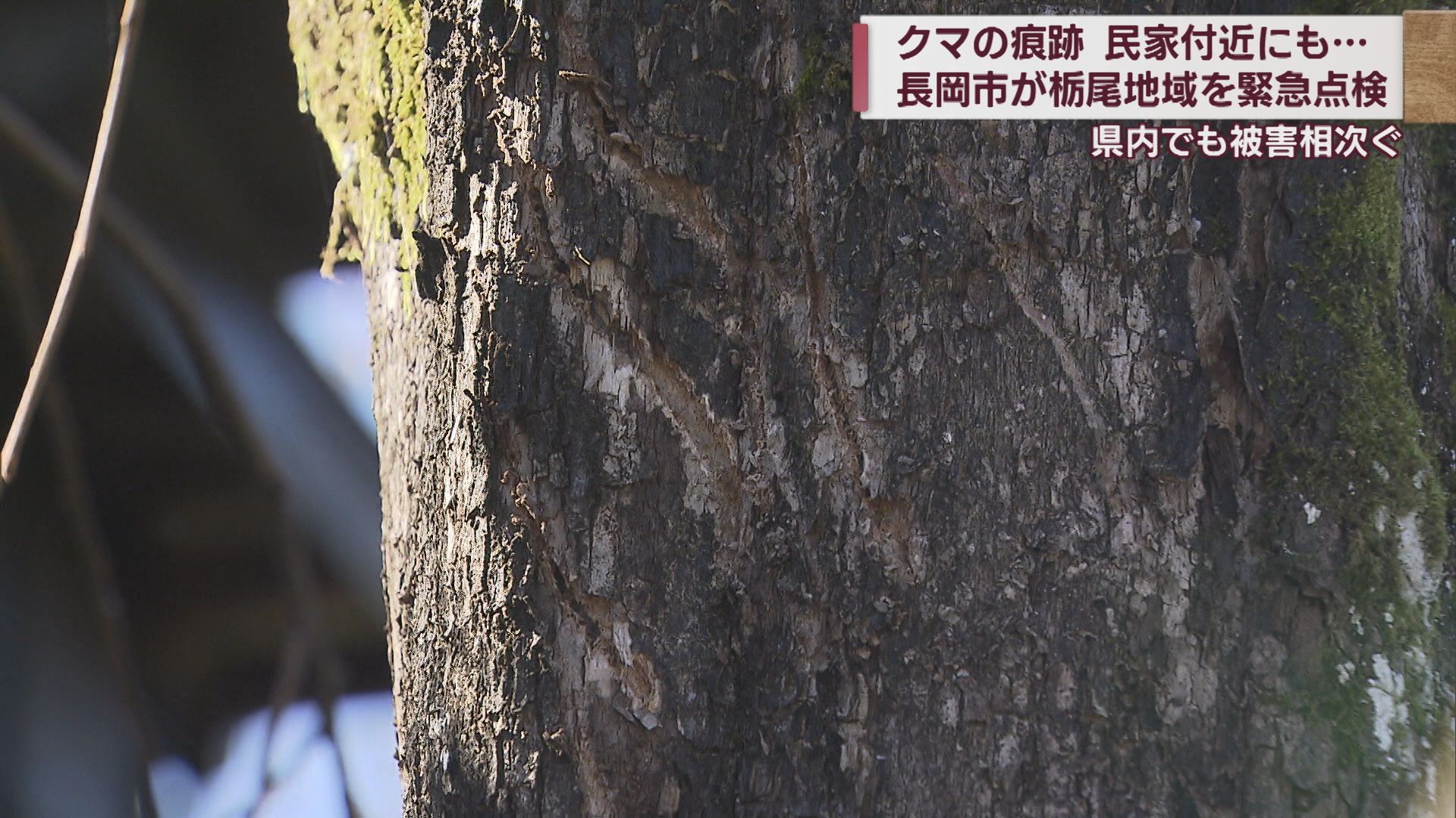 「クマ出没」痕跡がいたるところに 危険箇所を緊急チェック【新潟･長岡市】