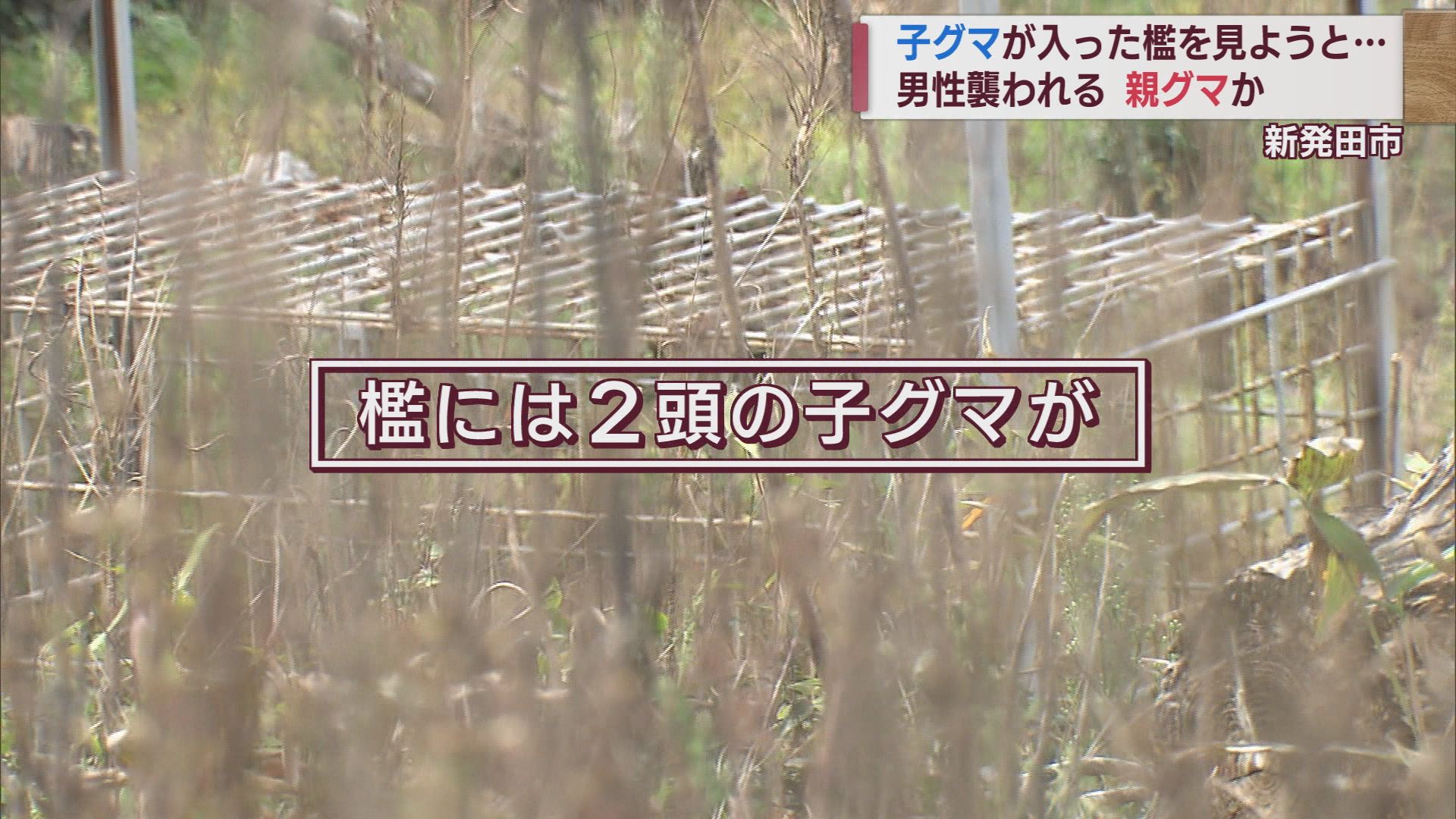 【クマ警戒】いまだ親グマが潜んでいる恐れ 檻の子グマ見に行った男性が襲われる【新潟】