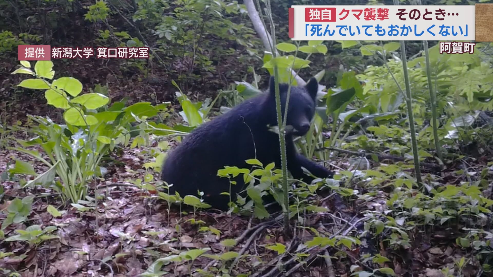 【独自】目の前に牙が爪が その瞬間 クマに襲われた男性「死んでいてもおかしくなかった」【新潟･阿賀町】