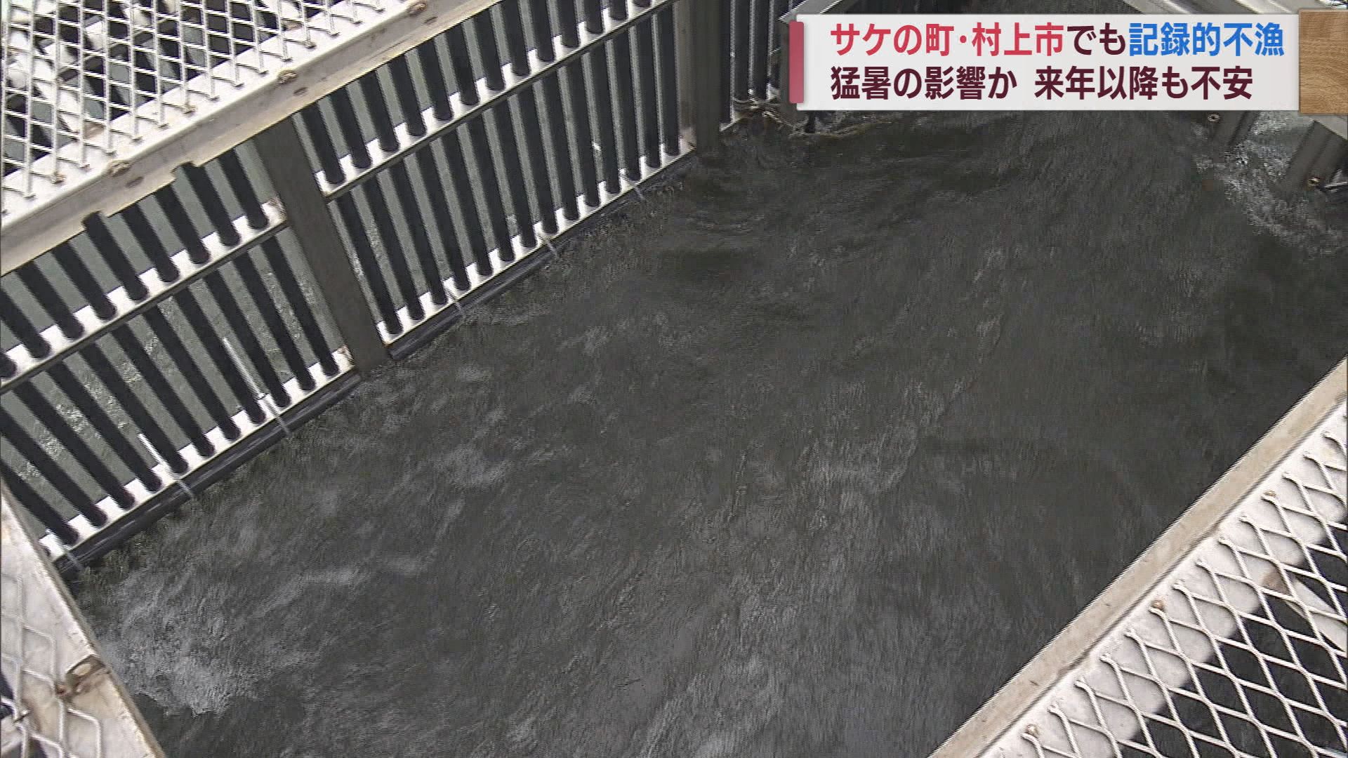 サケのまち･村上市で「死活問題」サケ水揚げが例年の5分の1 来春放流も不安【新潟】 2023年11月10日(金)