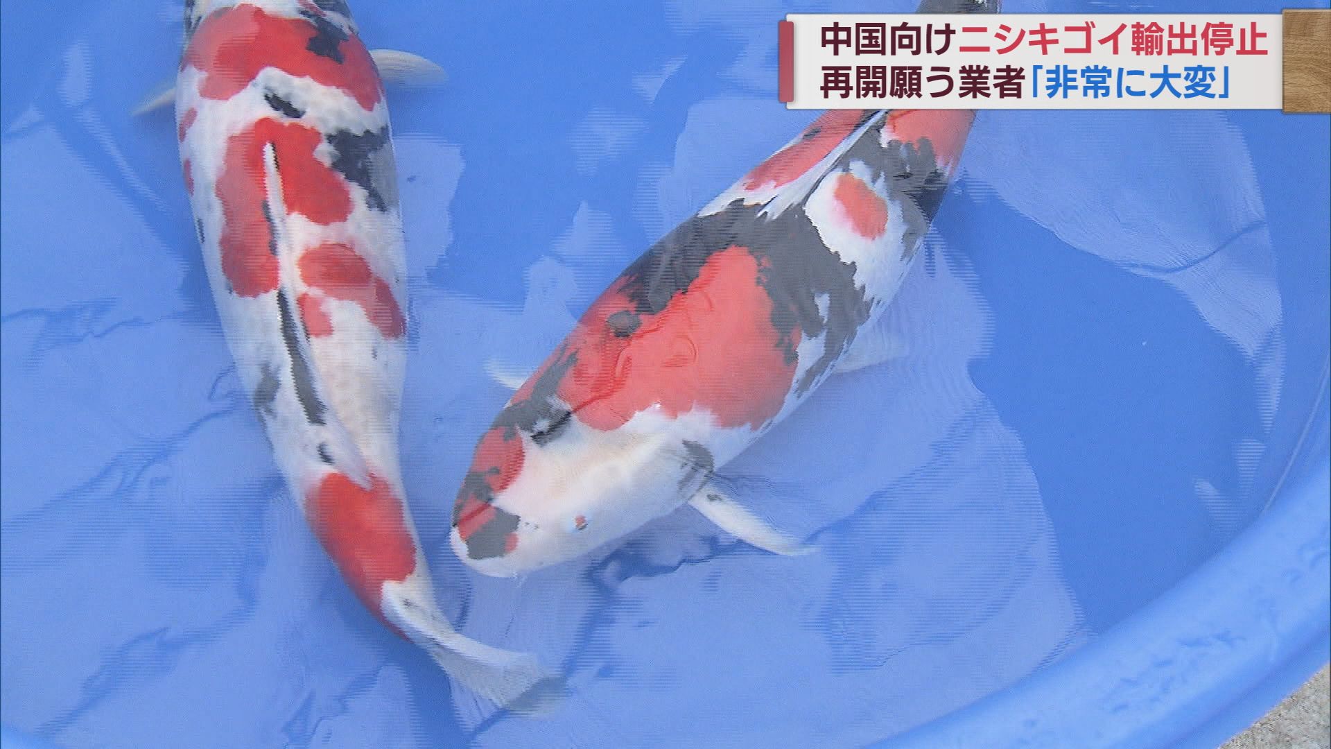 泳ぐ宝石「ニシキゴイ」に逆風 中国への輸出停止 業者は対応苦慮【新潟】