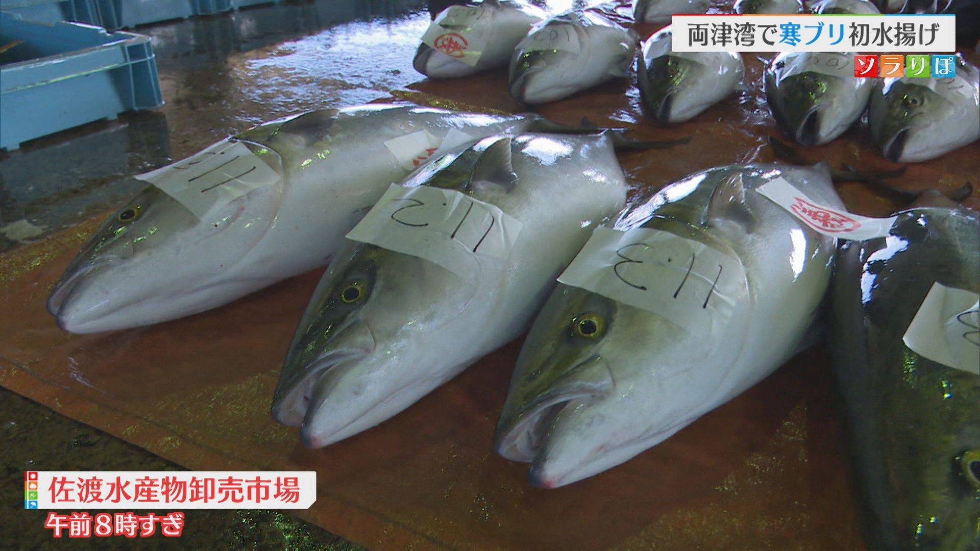 来たぞ寒ブリ！佐渡で今シーズン初の水揚げ【新潟】