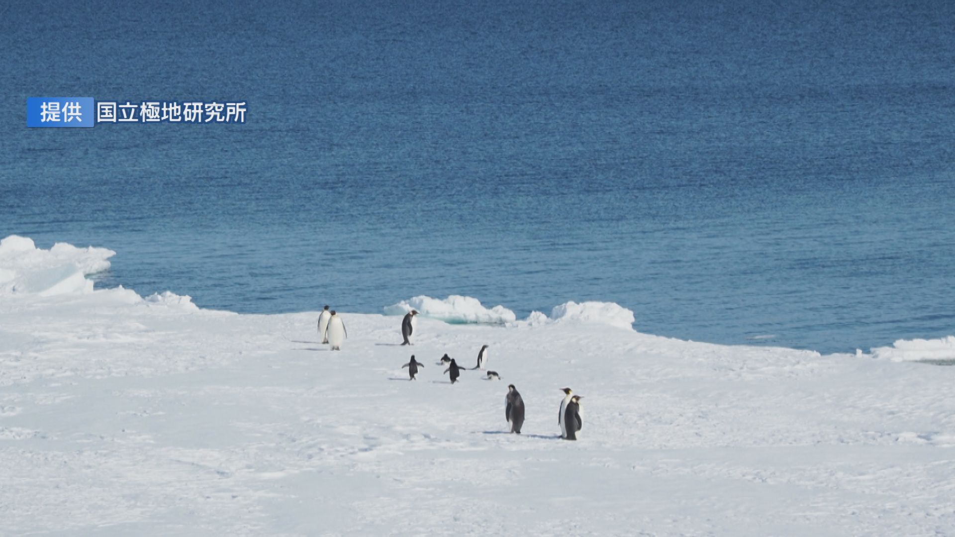 あこがれた極地･南極で料理を 上越市のシェフが観測隊料理人に 夢の挑戦【新潟】 2023年11月29日(水)