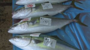 不漁の寒ブリ　佐渡で４０本を水揚げ　漁獲量低迷…大漁を待つ関係者【新潟・佐渡市】 2023年12月09日(土)