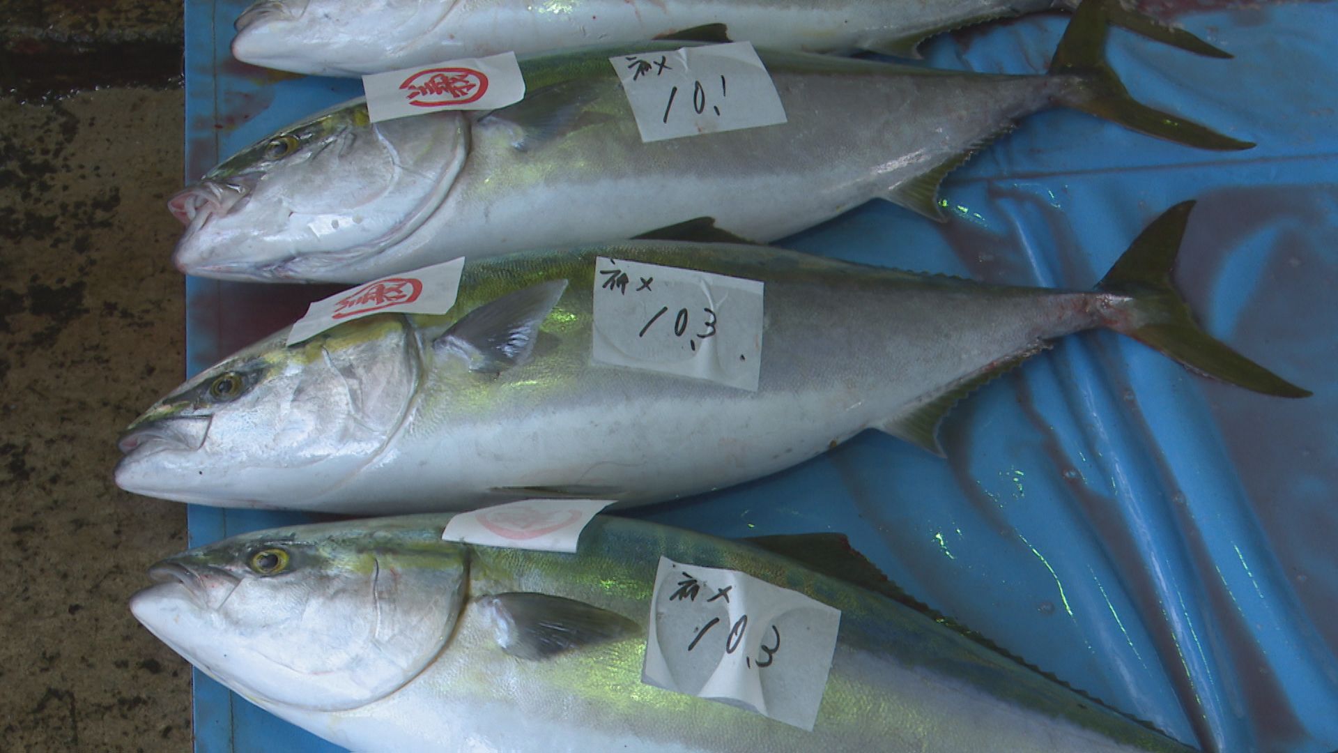 不漁の寒ブリ　佐渡で４０本を水揚げ　漁獲量低迷し関係者の嘆き続く　【新潟・佐渡市】 2023年12月09日(土)
