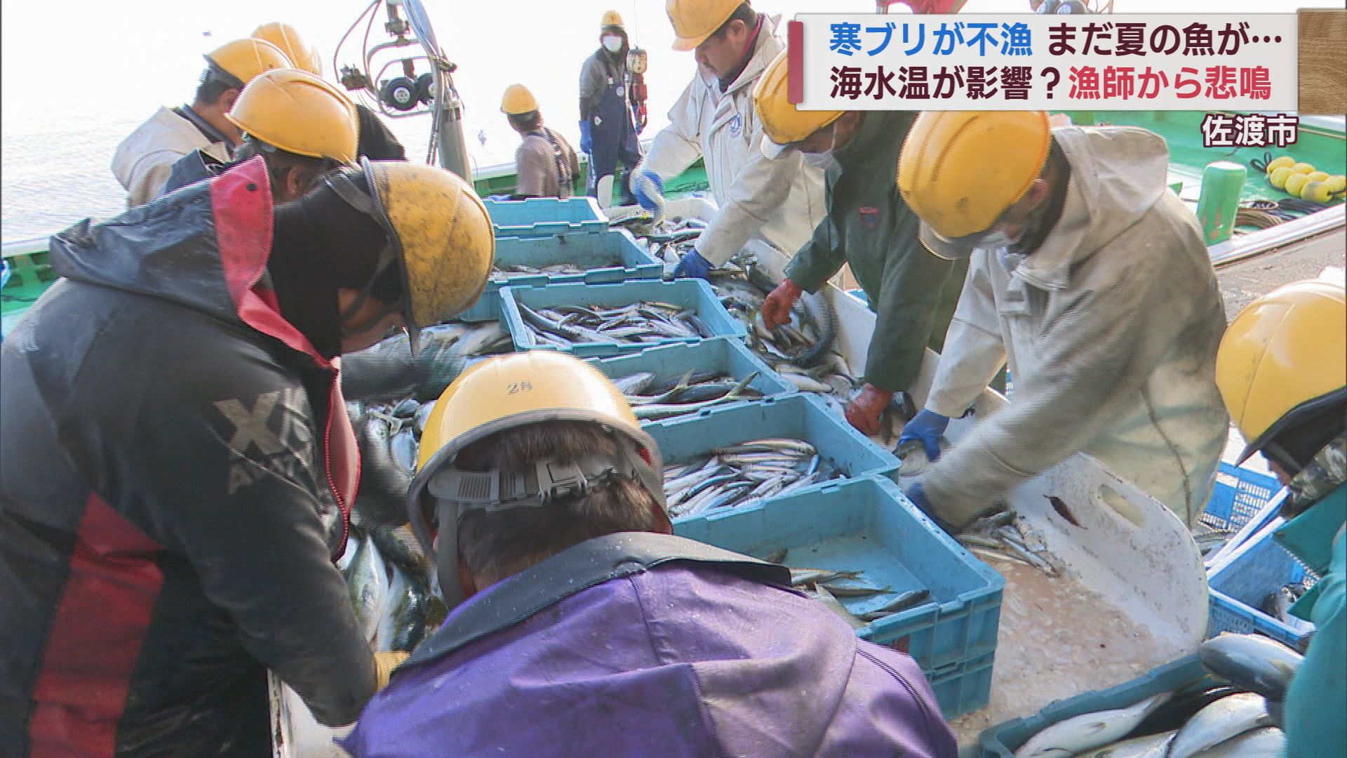 寒ブリはいずこへ…海水温下がらず？いまだ夏の魚が水揚げ【新潟･佐渡市】 2023年12月06日(水)