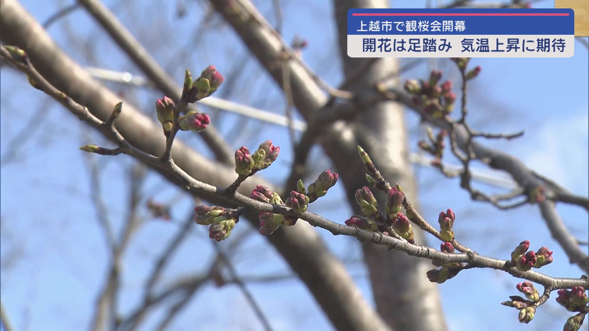 上越市で観桜会開幕 でも開花は足踏み…気温上昇に期待【新潟】