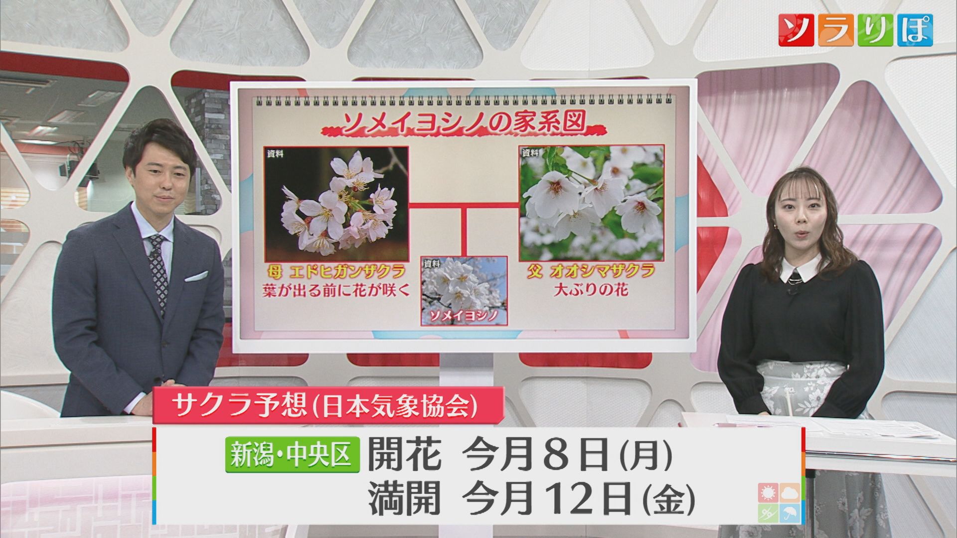 【気象予報士が解説】『ソメイヨシノ』は桜界のサラブレッド？5日は心地よい春の陽気 来週は満開ラッシュ！【新潟】
