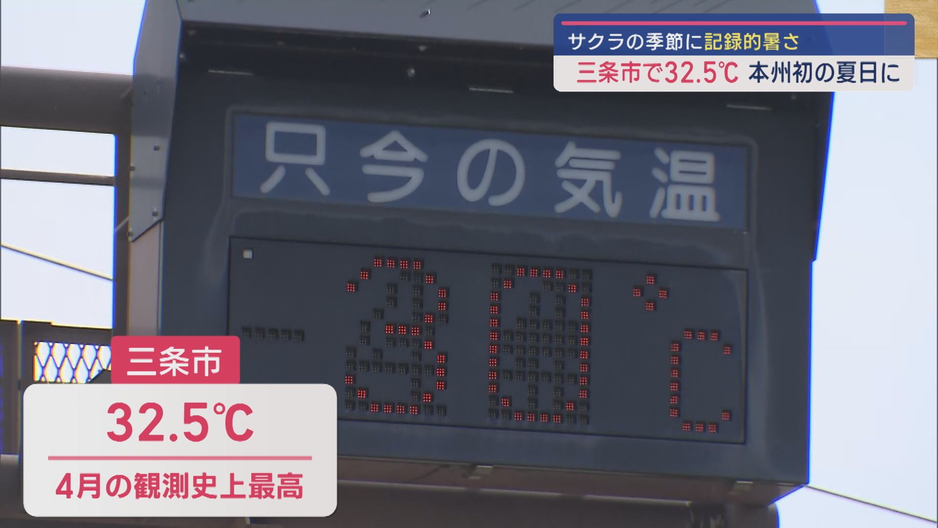 「真夏日」のもと満開のサクラ 三条市･本州で今年初の30℃超え 県内各地で真夏日に【新潟･三条市】
