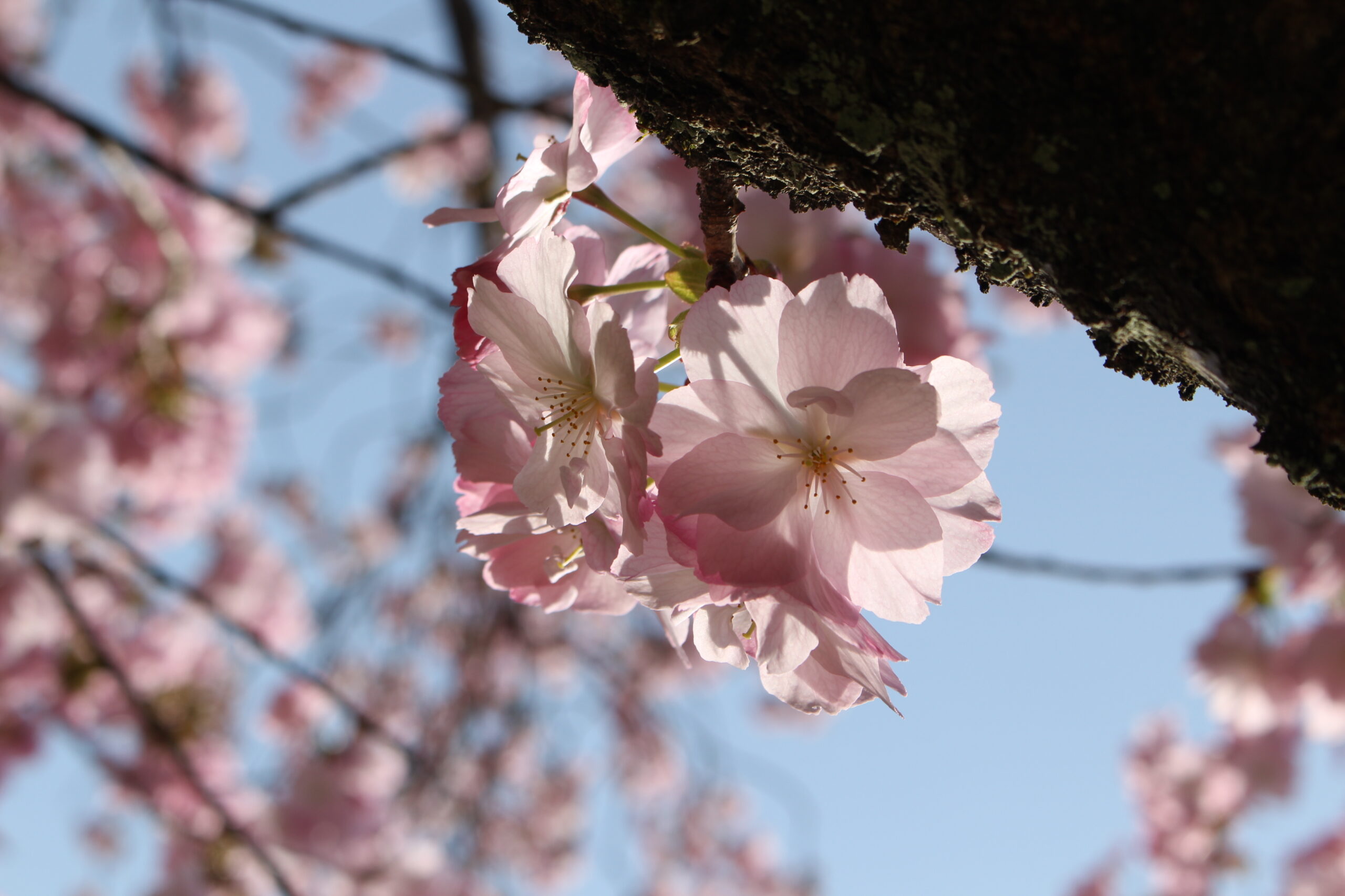 新発田市の大峰山桜公園でTeam ECO Work！を開催🌈