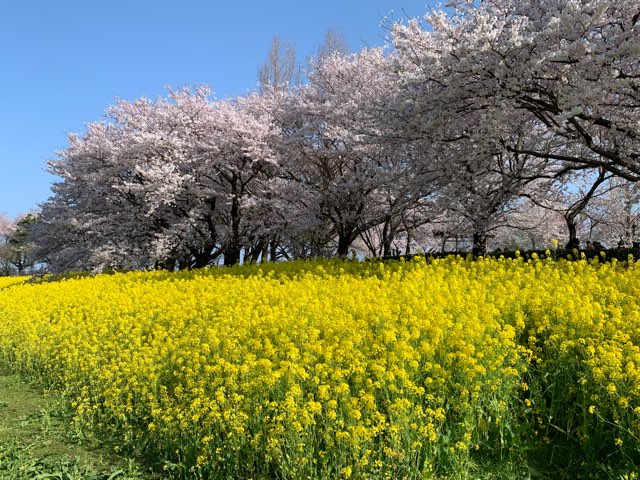 4/13『百花繚乱 サクラ＆菜の花 上堰潟公園』