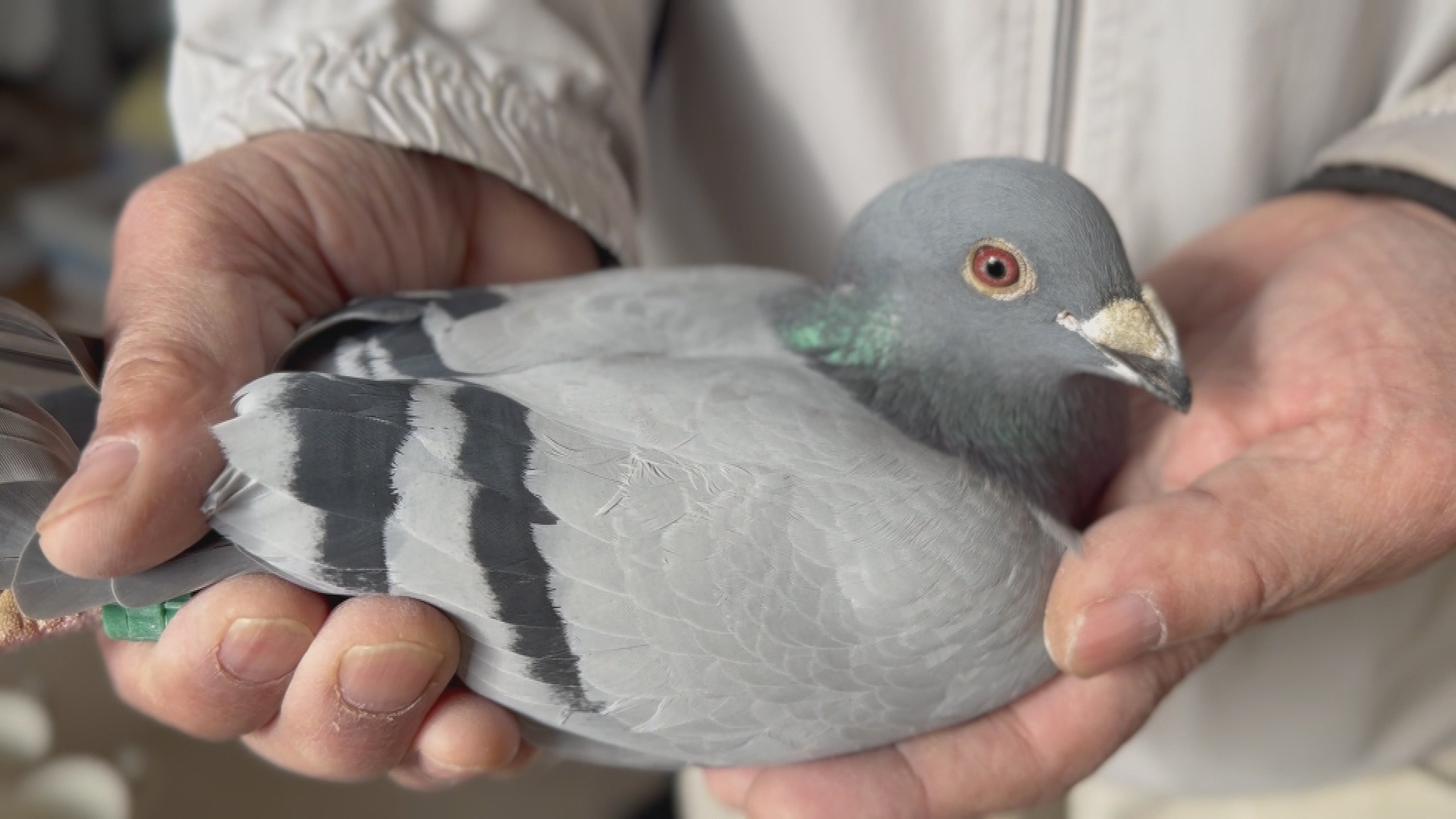 「日本一美しいレース鳩」を育成した名トレーナー！情熱注ぐ鳩レースに密着