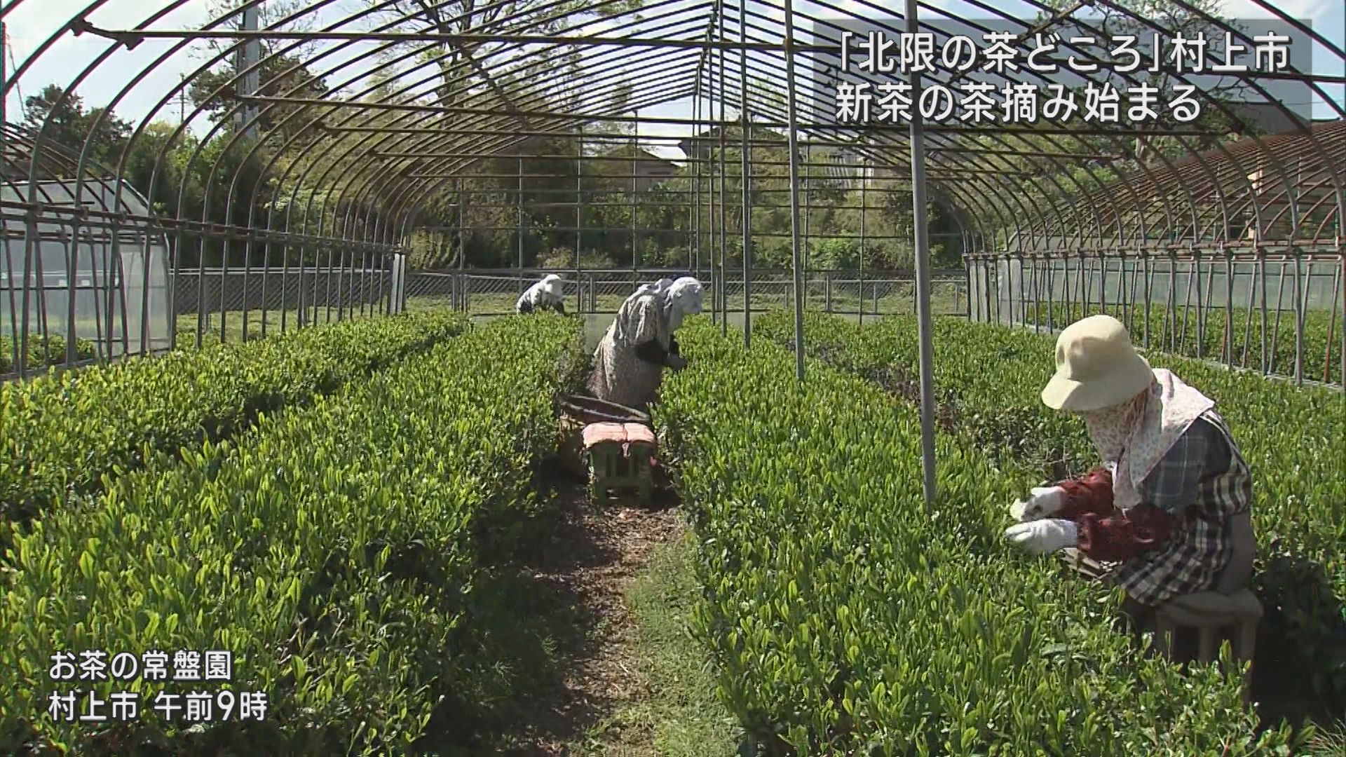 八十八夜に新茶の季節 北限の茶所で茶摘み始まる【新潟･村上市】