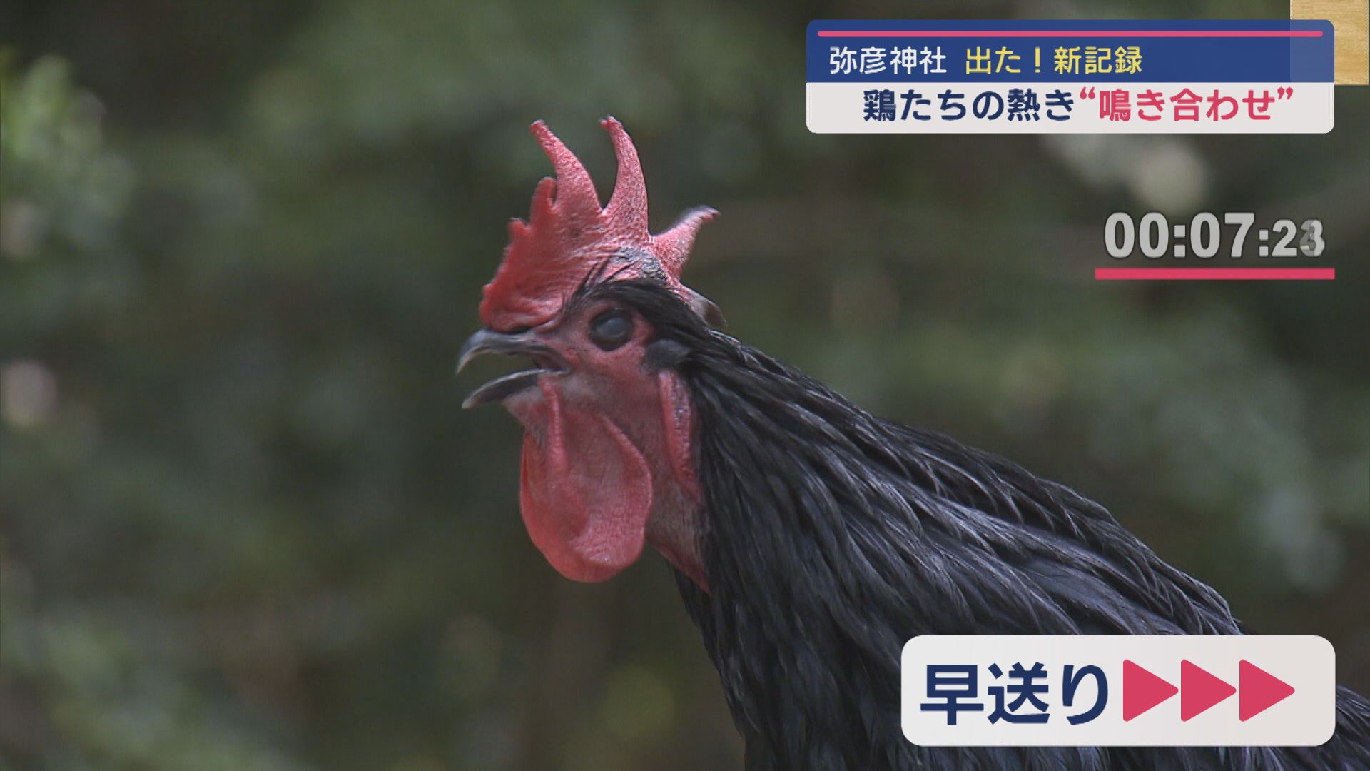 【GWスケッチ】弥彦神社 恒例の長鳴鶏の鳴き合わせ会 28秒12の新記録【新潟】