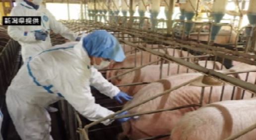 栃木県で「豚熱」発生受けて 県も対策確認 ワクチンは接種済み･防護柵など設置を【新潟】 2024年05月28日(火)