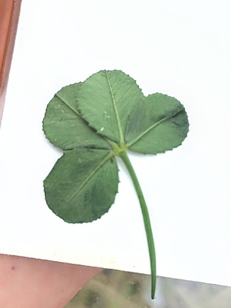 8/24『四葉のクローバー🍀見つけた！新潟市江南区横越』
