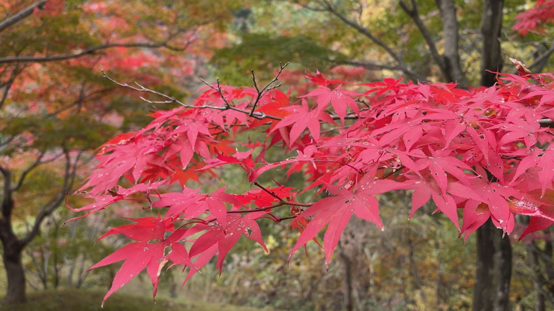 11/16『地域で愛される紅葉スポット 趣味で造ったもみじ園』