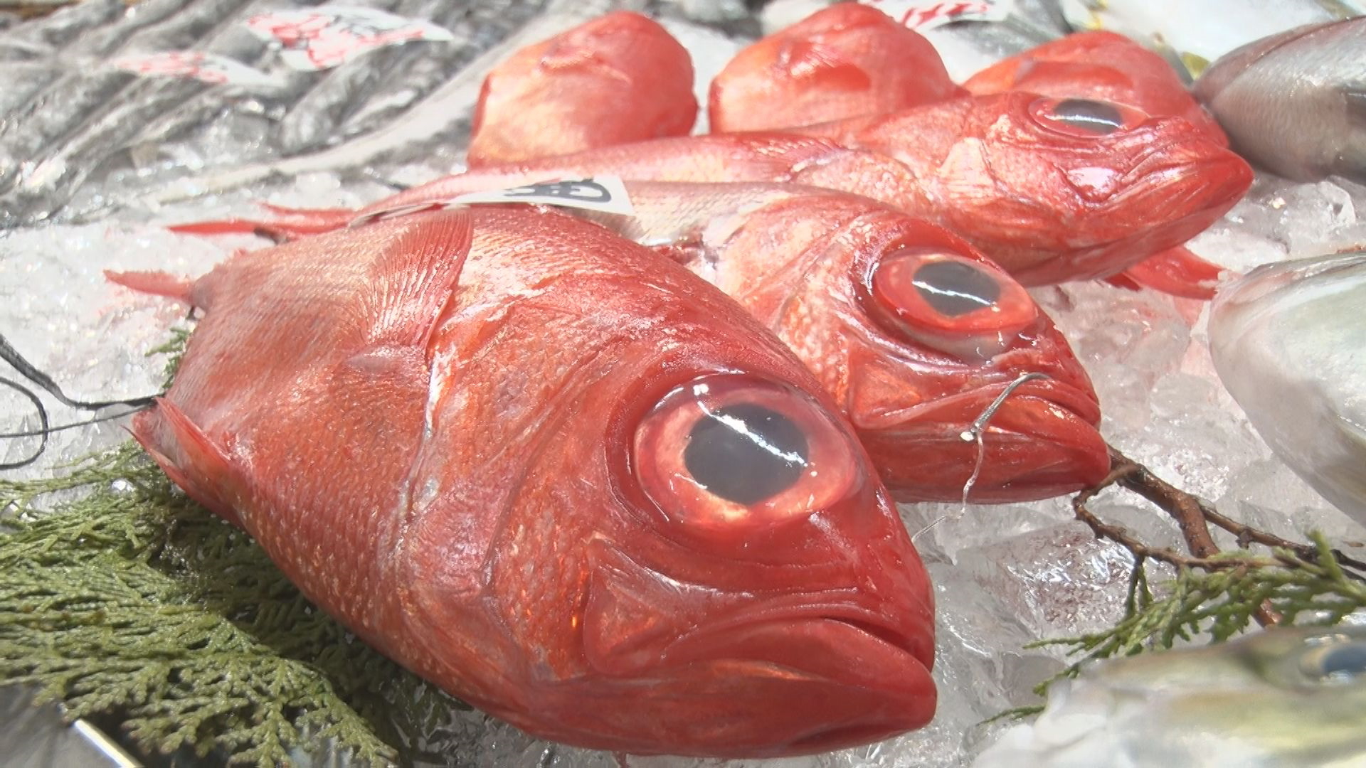 1/11『年の瀬 寺泊の鮮魚店に密着』