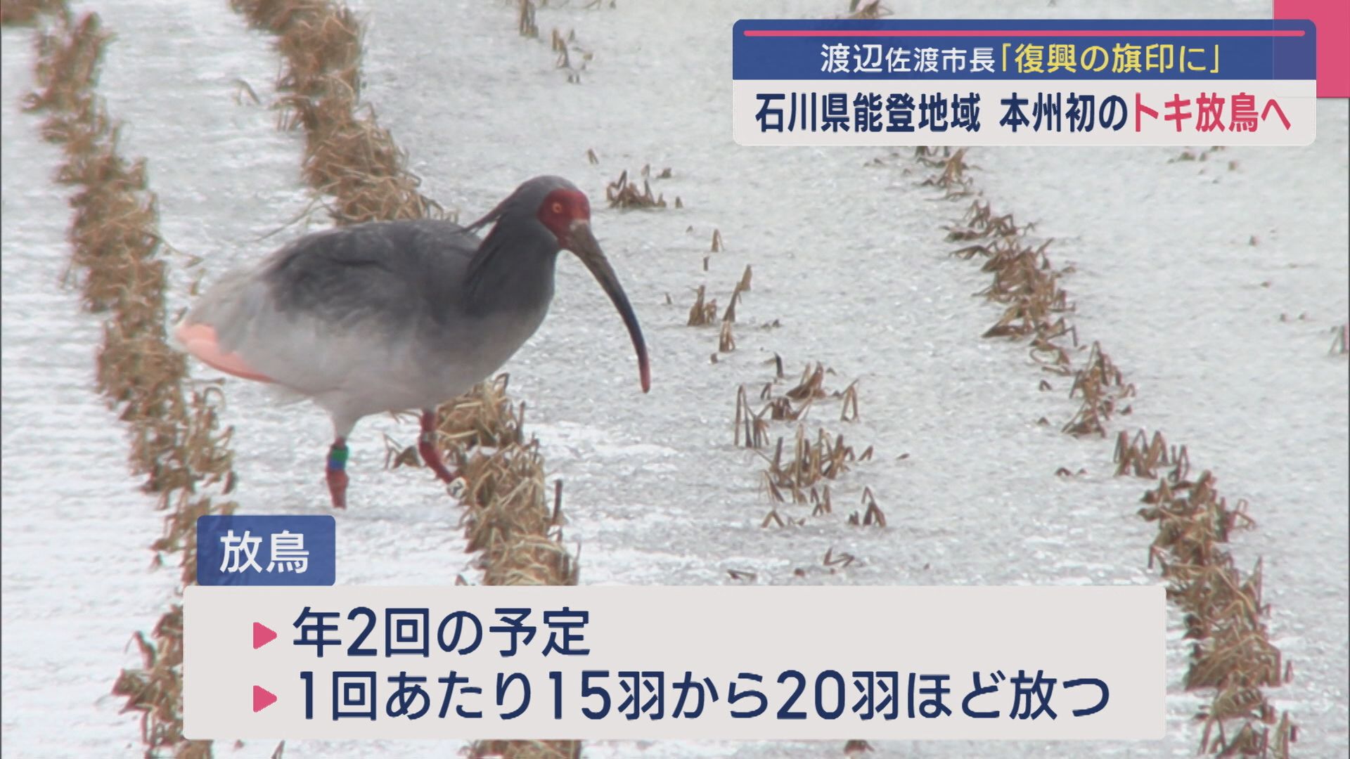 石川県能登地域でトキ放鳥へ「復興の旗印に」来年の上半期めどに【新潟】