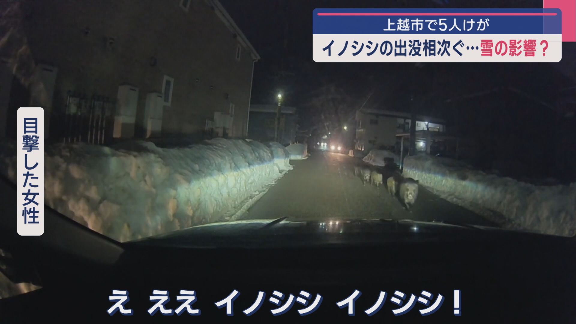 突然現れた5頭のイノシシに遭遇の瞬間！大雪で山に帰れない？出没相次ぐ、上越市では5人がケガ【新潟】