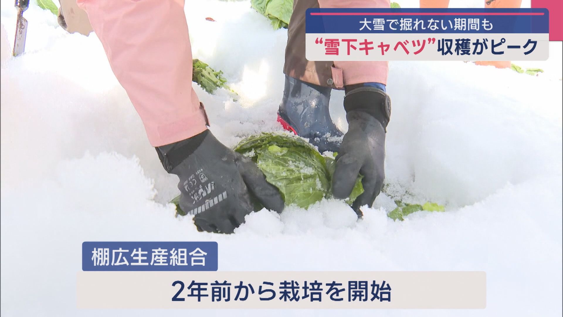 “雪下キャベツ”収穫がピーク 2年前から栽培、糖度高くみずみずしい【新潟･上越市】
