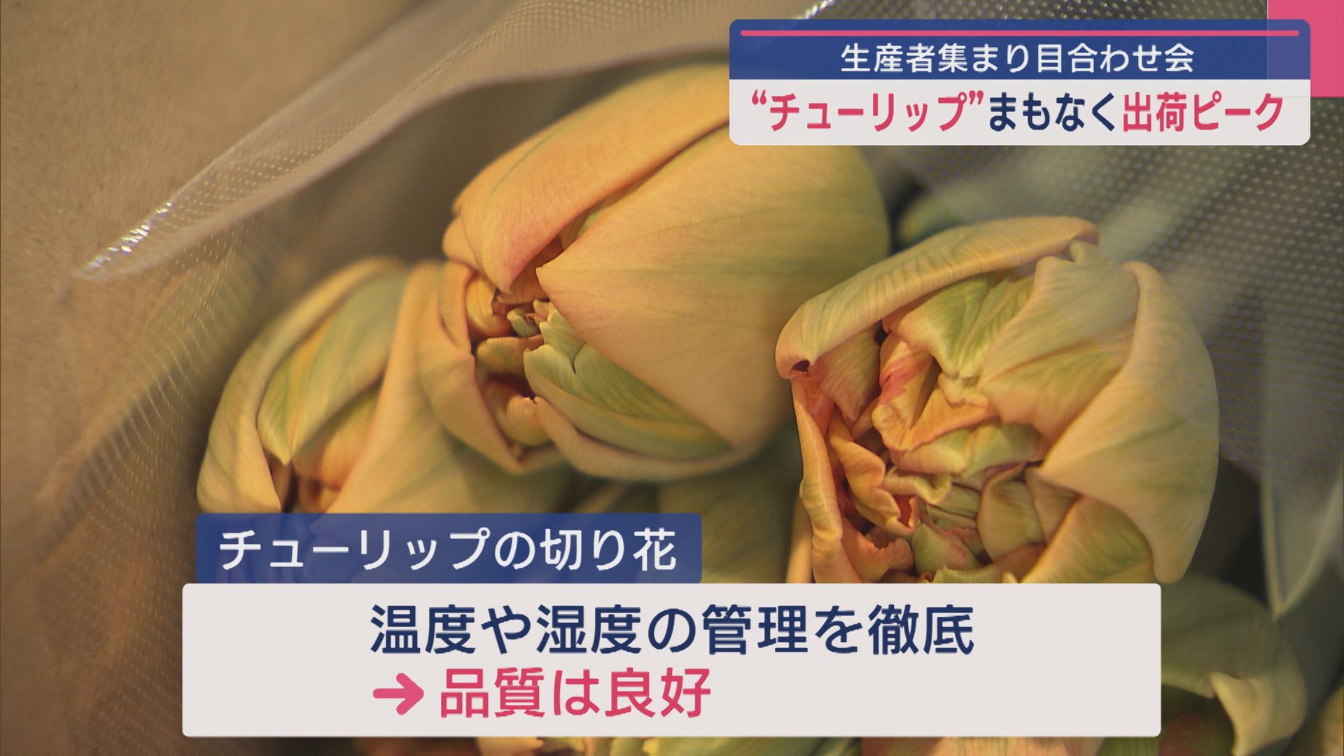 県の花「チューリップ」まもなく出荷ピーク 生産者集まり目合わせ会【新潟】